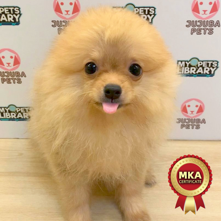 MKA Pomeranian Puppy