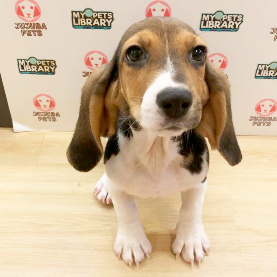 Beagle Puppy
