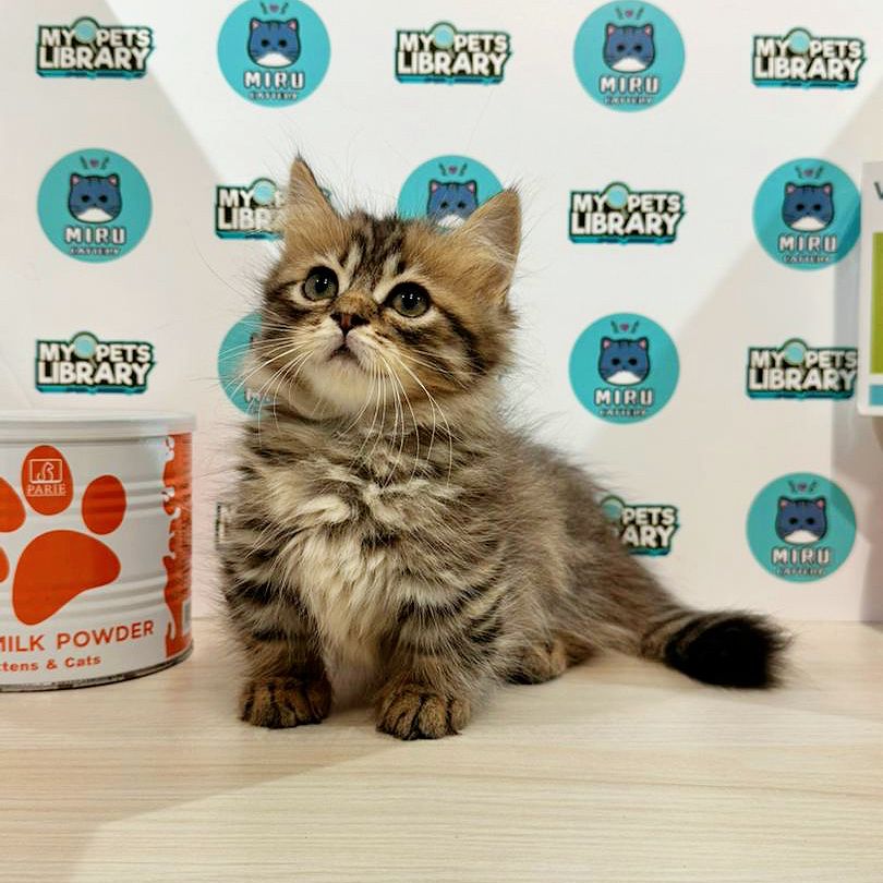 Super Short Munchkin Longhair Kitten