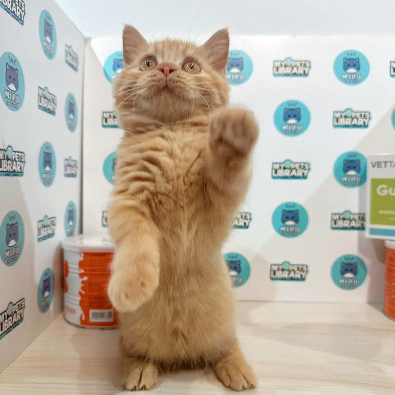 Super Short Munchkin British Shorthair Kitten