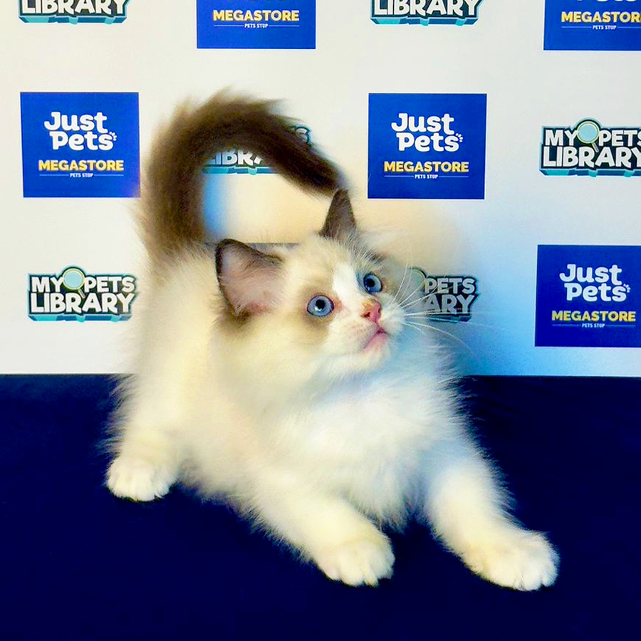 Ragdoll Kitten
