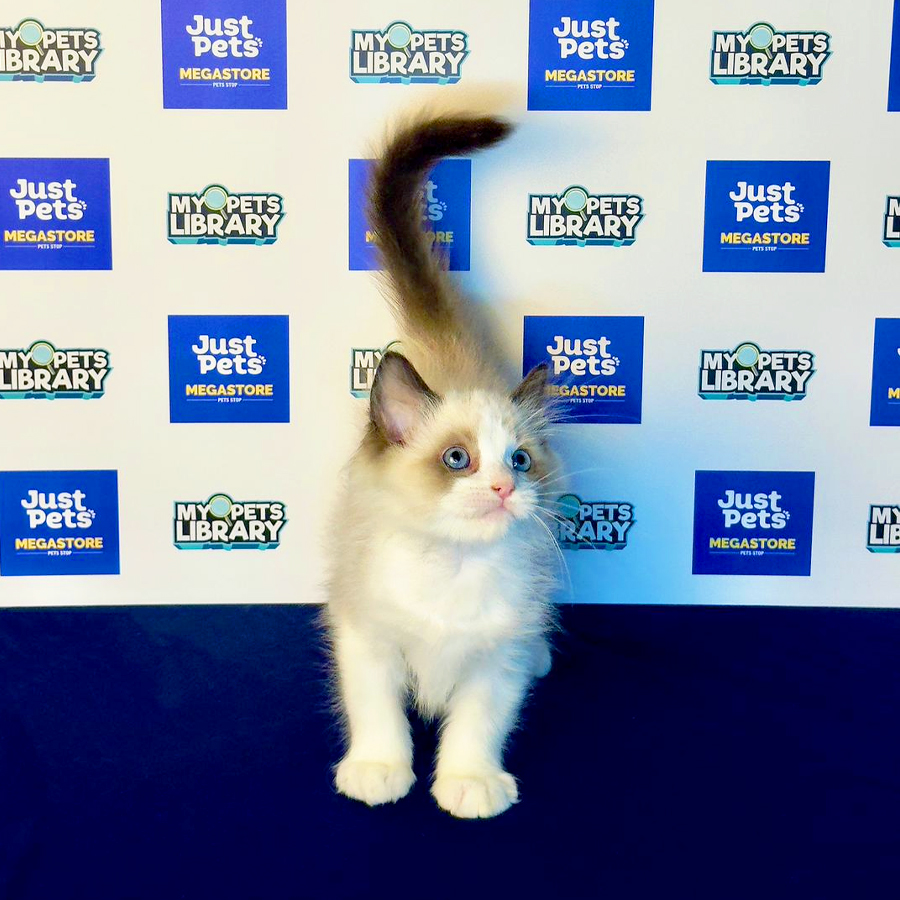 Ragdoll Kitten