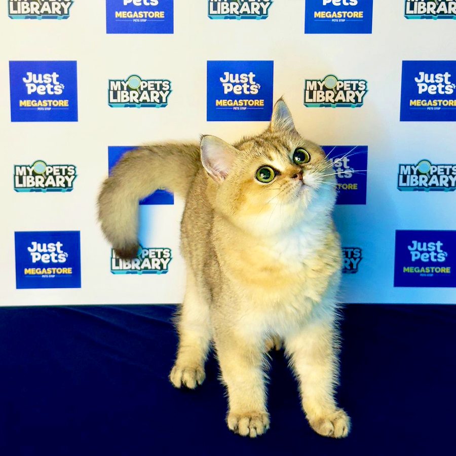 British Shorhair Kitten