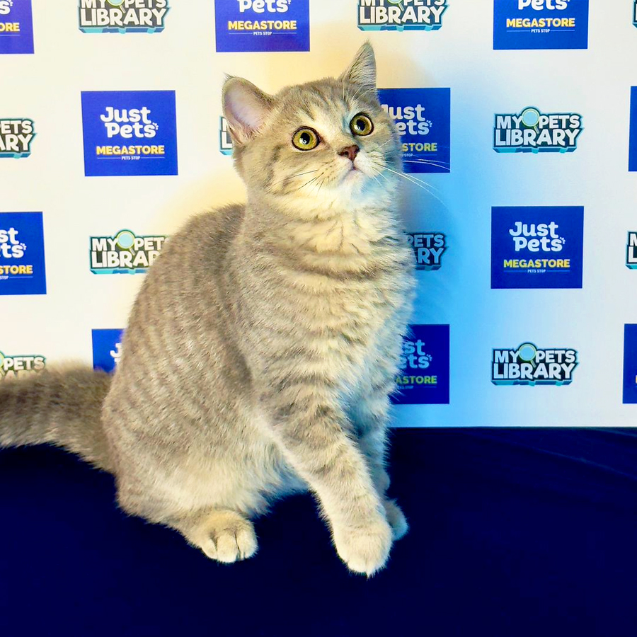 British Shorhair Kitten