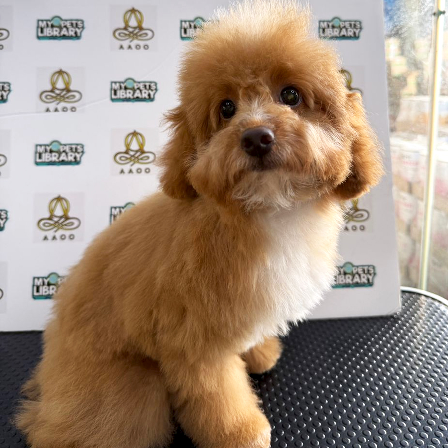 Toy Poodle Puppy