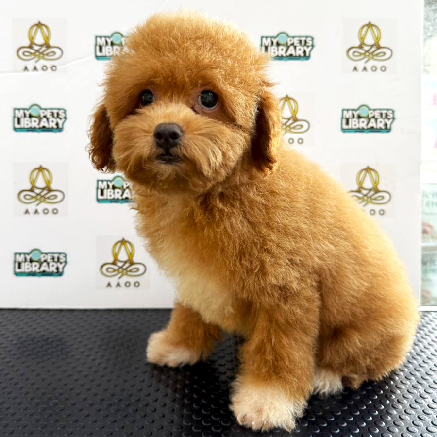 Toy Poodle Puppy