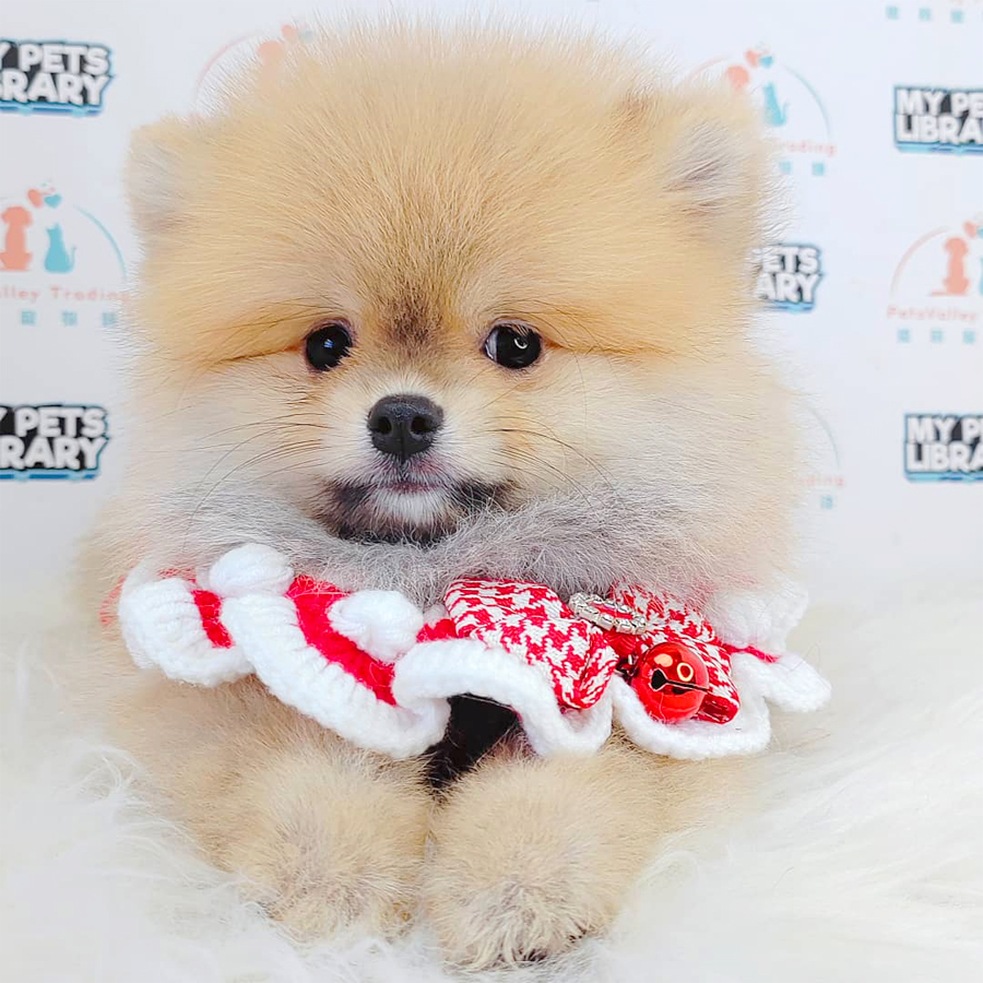Pomeranian Puppy