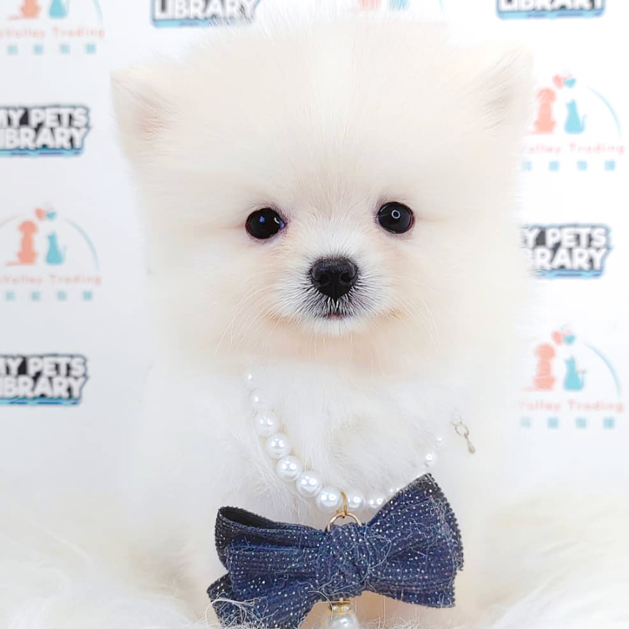 Pomeranian Puppy