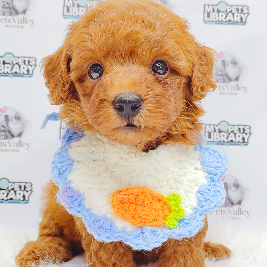 Toy Poodle Puppy
