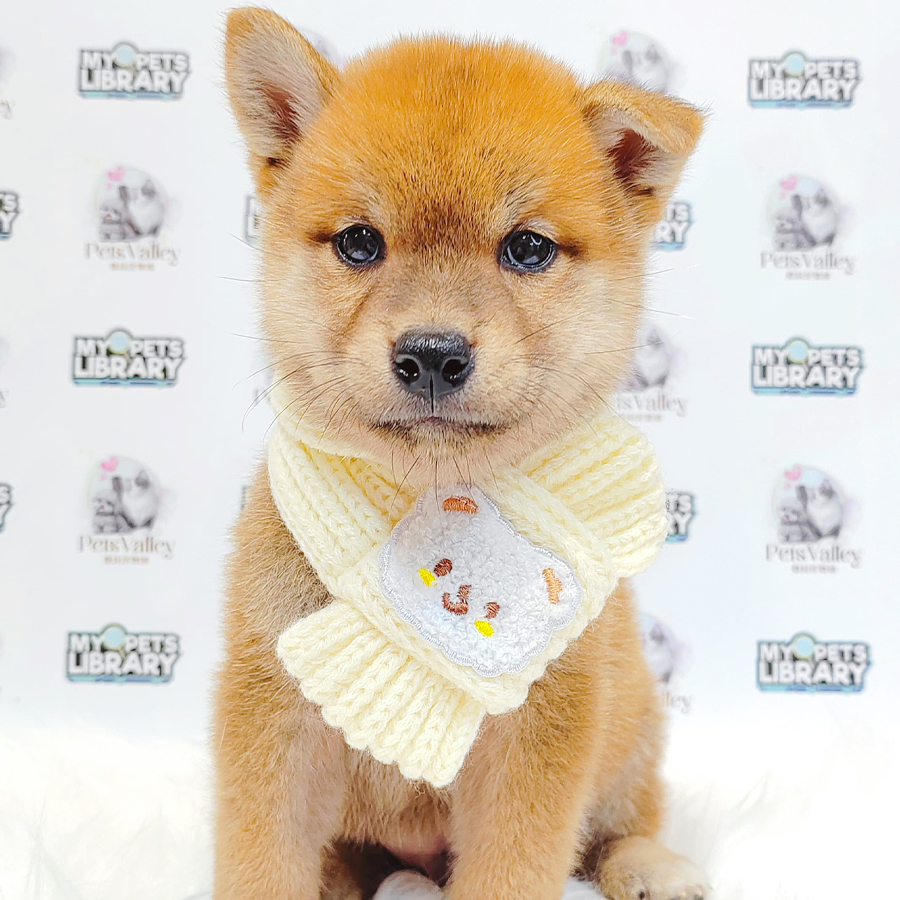 Mame Shiba Inu Puppy