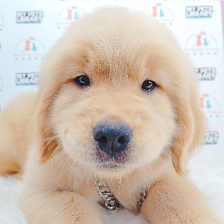 Golden Retriever Puppy