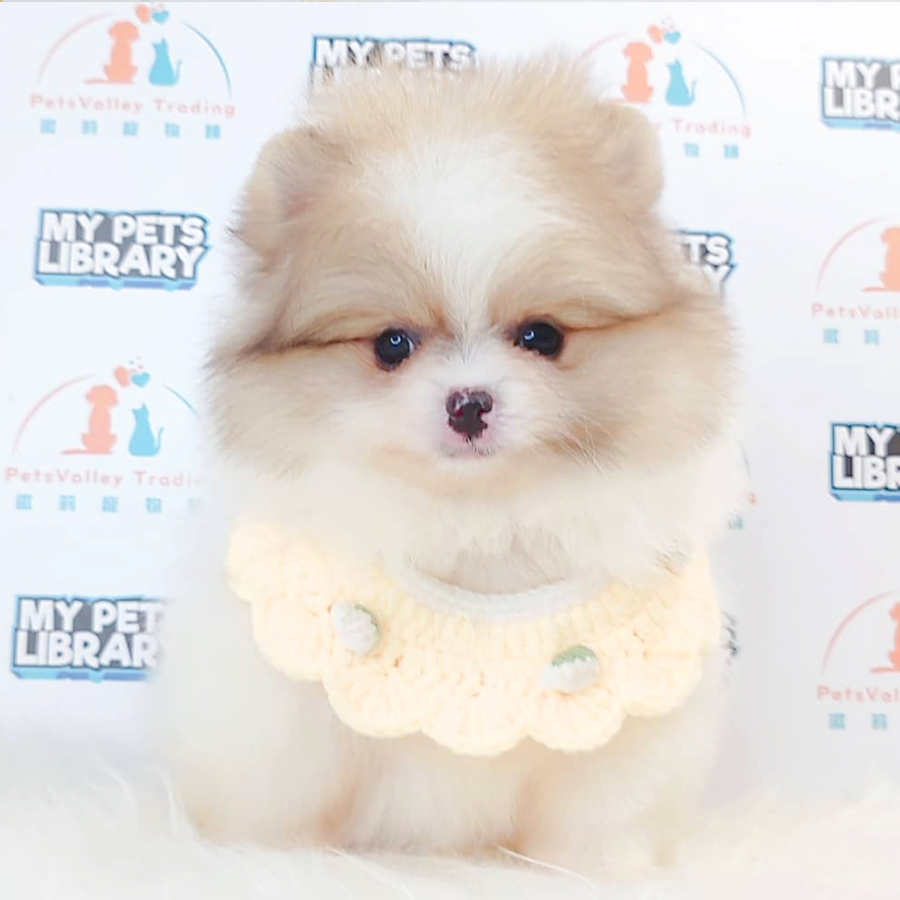 Tiny Pomeranian Puppy