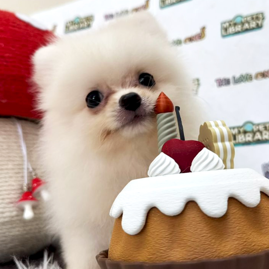 Tiny Pomeranian Puppy