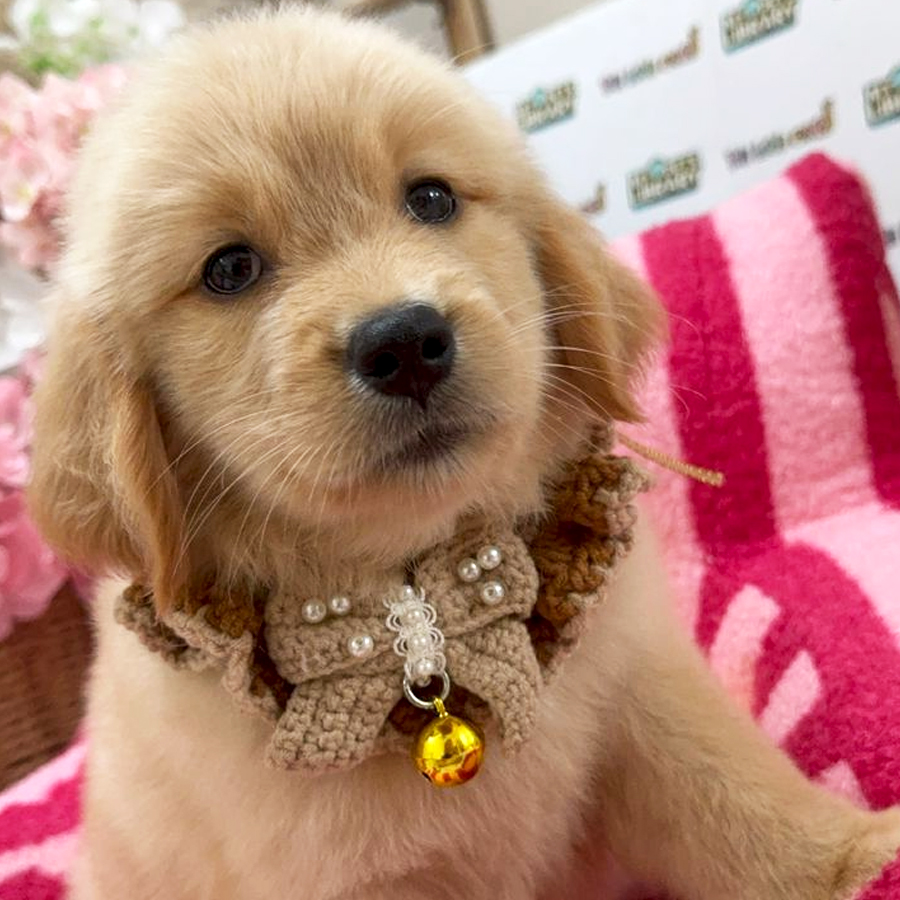 Golden Retriever Puppy