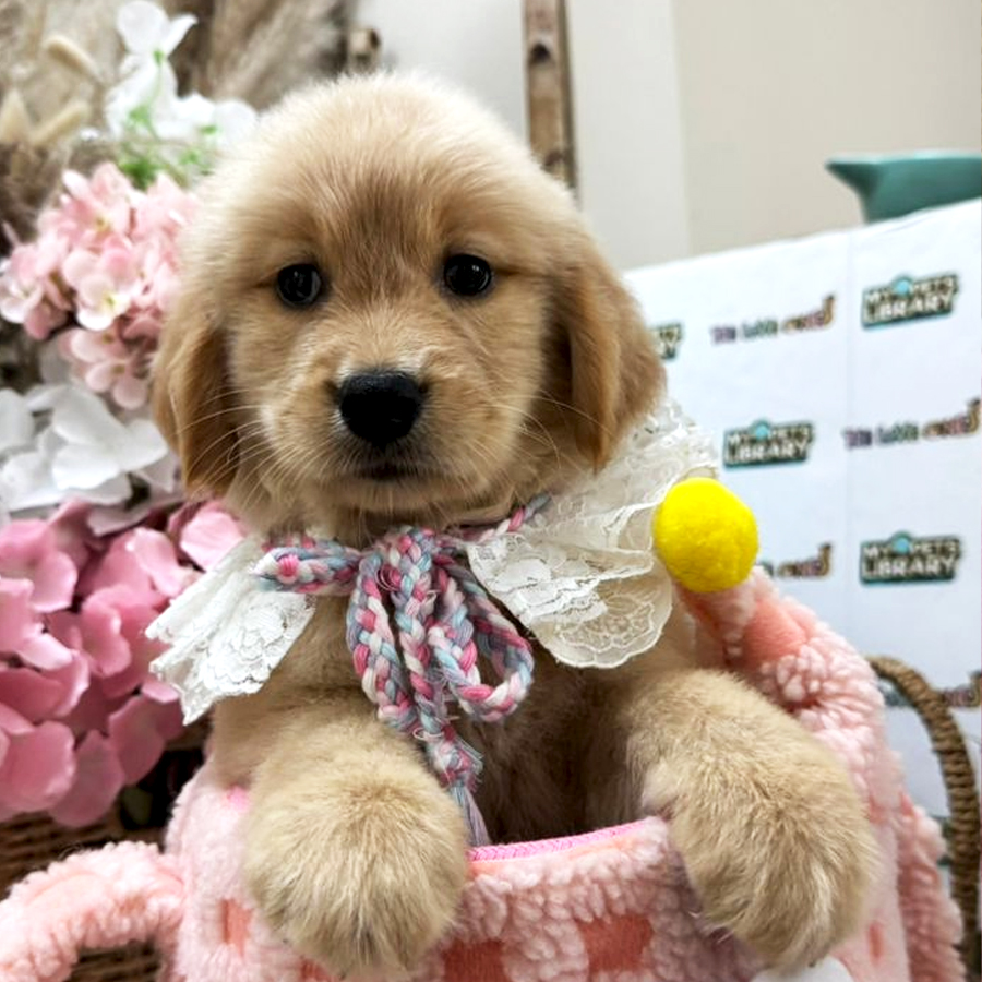 Golden Retriever Puppy