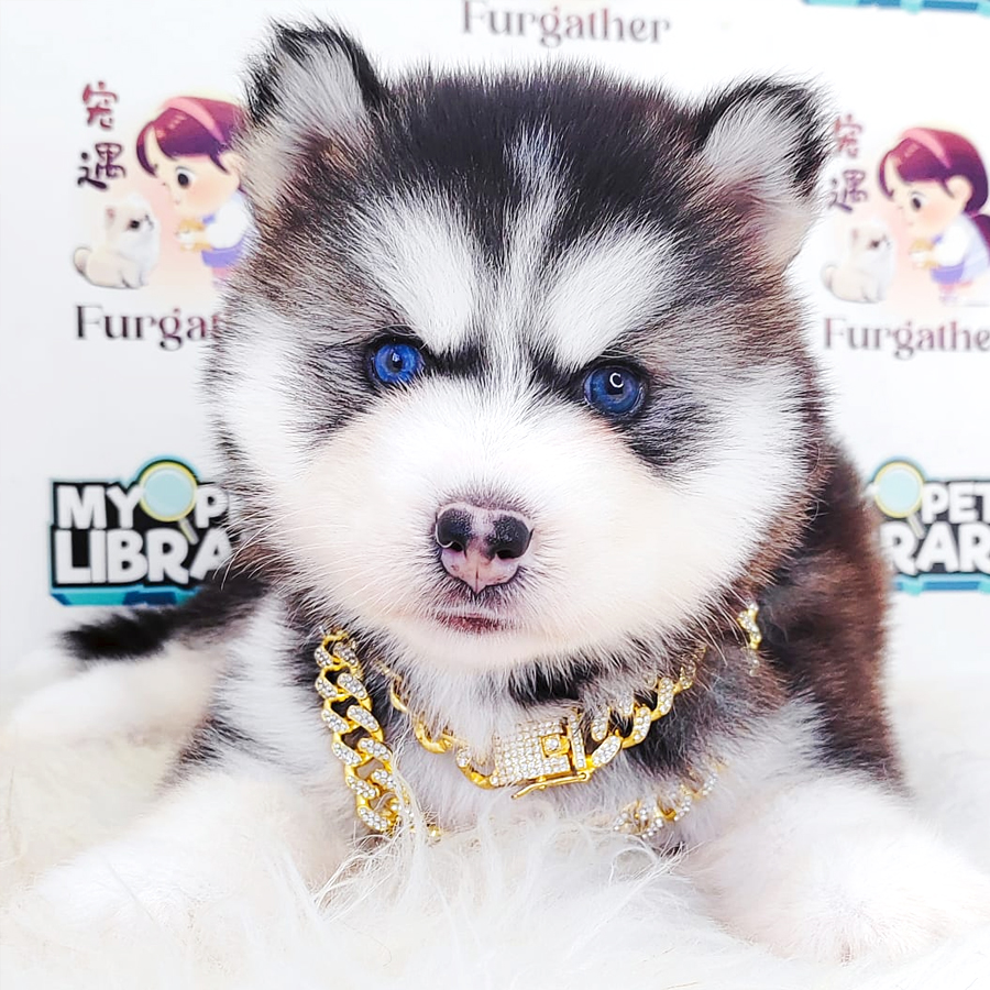 Wooly Alaskan Puppy