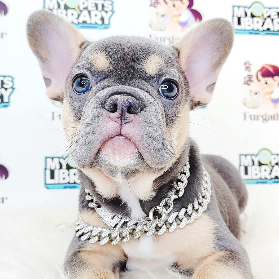 French Bulldog Puppy
