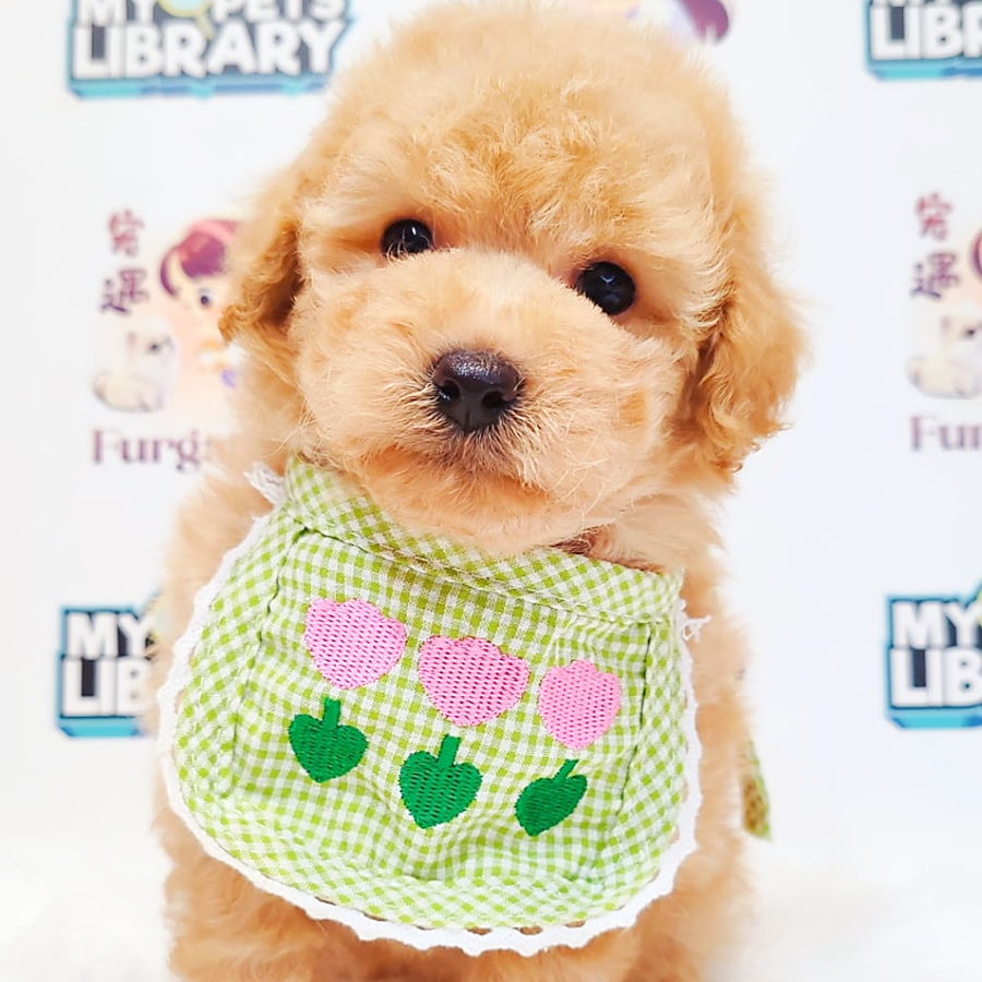 Toy Poodle Puppy