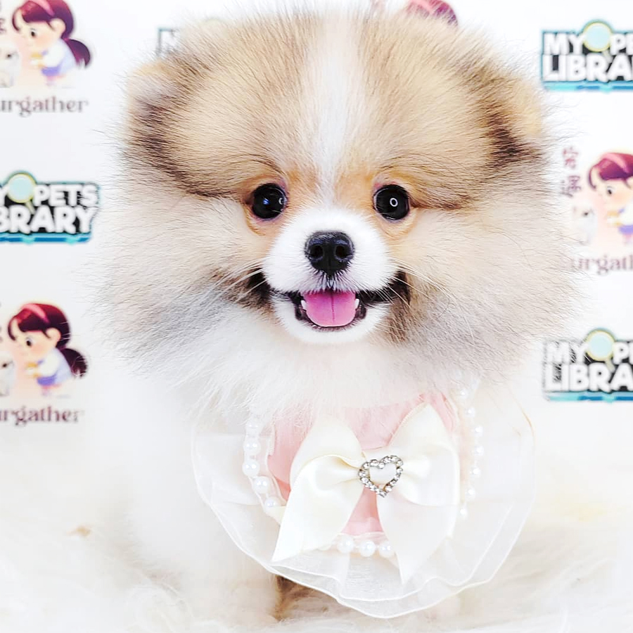 Tiny Pomeranian Puppy