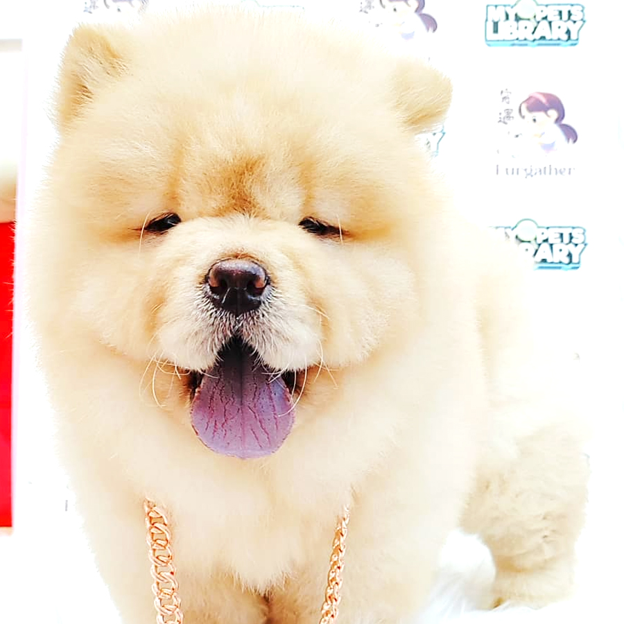 Chow Chow Puppy
