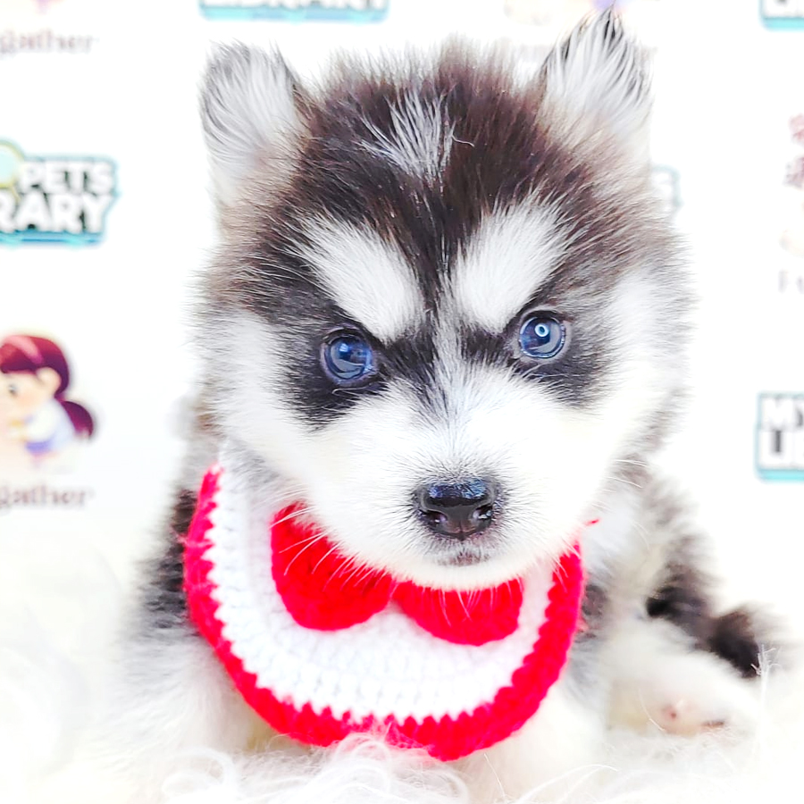Pomsky Puppy