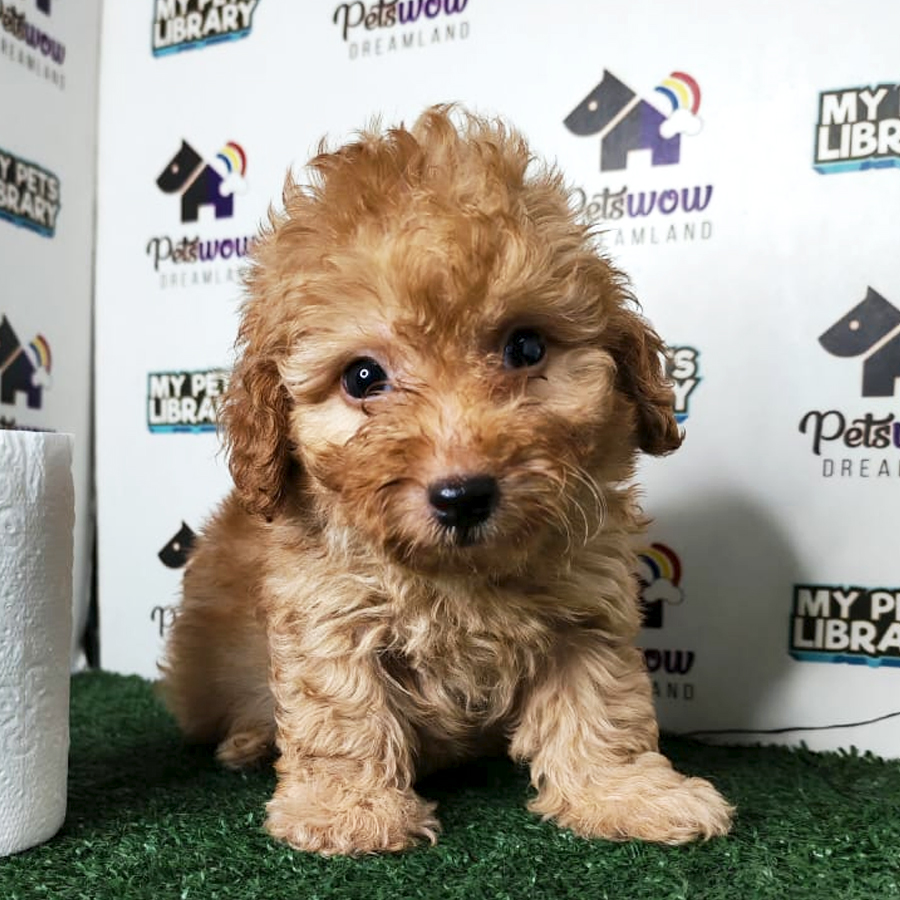 Poodle Puppy