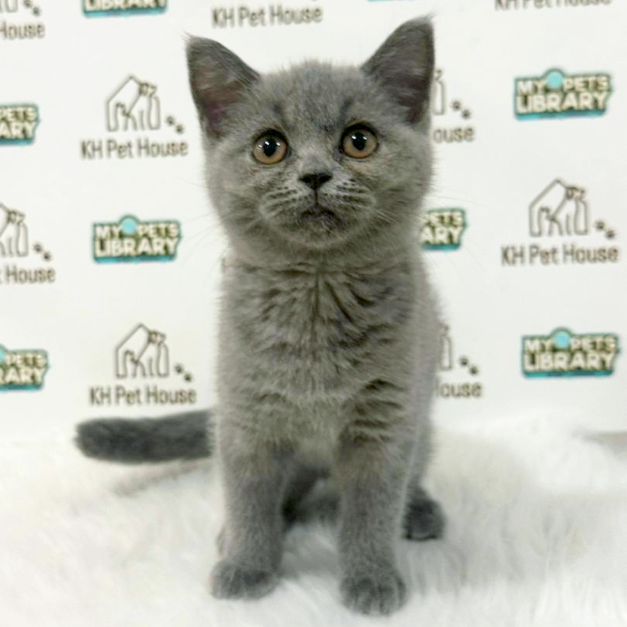 British Shorthair Kitten