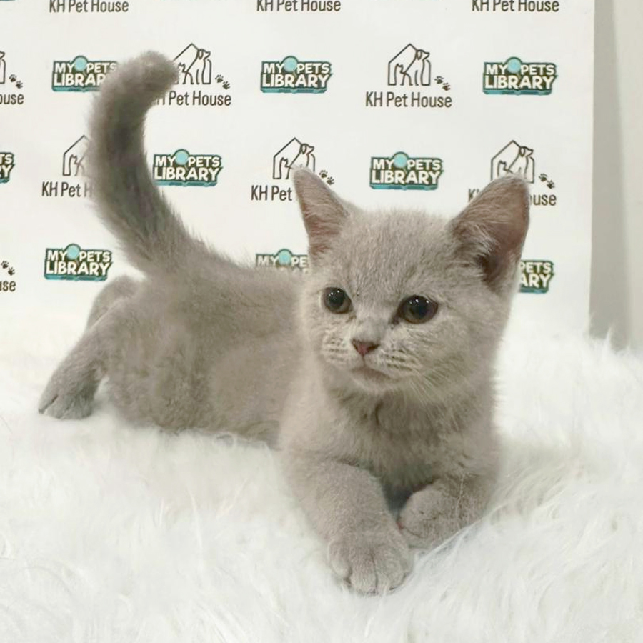British Shorthair Kitten