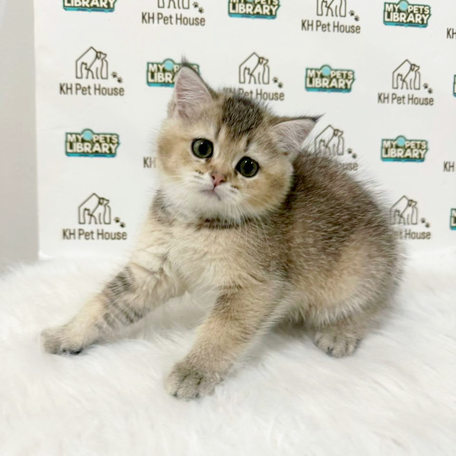 British Shorthair Kitten
