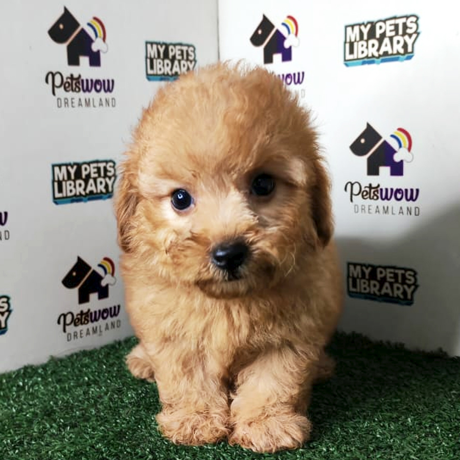 Poodle Puppy