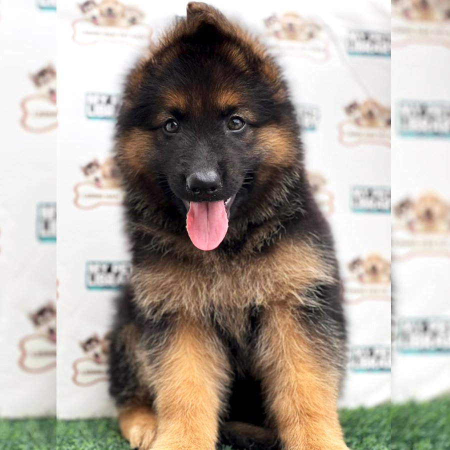 German Shepherd Puppy