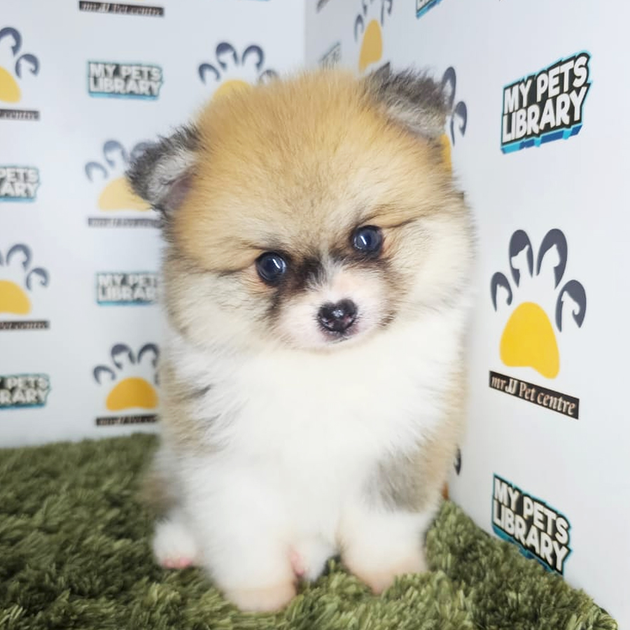 Tiny Pomeranian Puppy