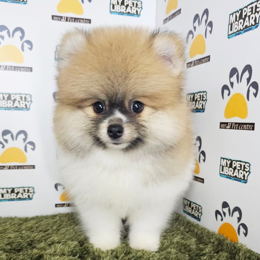 Pomeranian Puppy