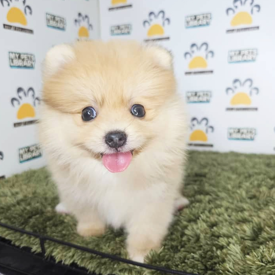 Tiny Pomeranian Puppy