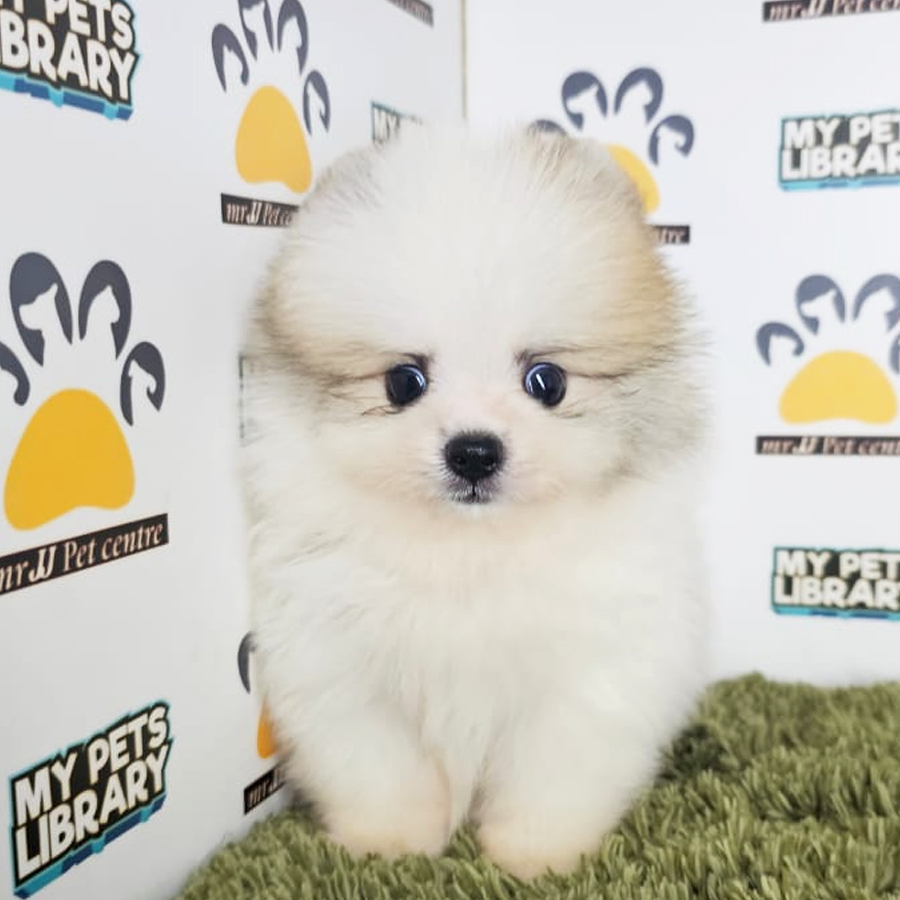 Tiny Pomeranian Puppy