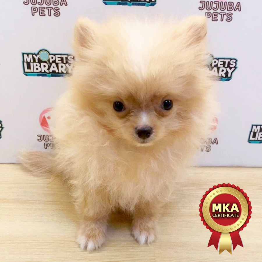 MKA Tiny Pomeranian Puppy