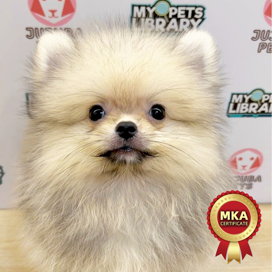 MKA Tiny Pomeranian Puppy
