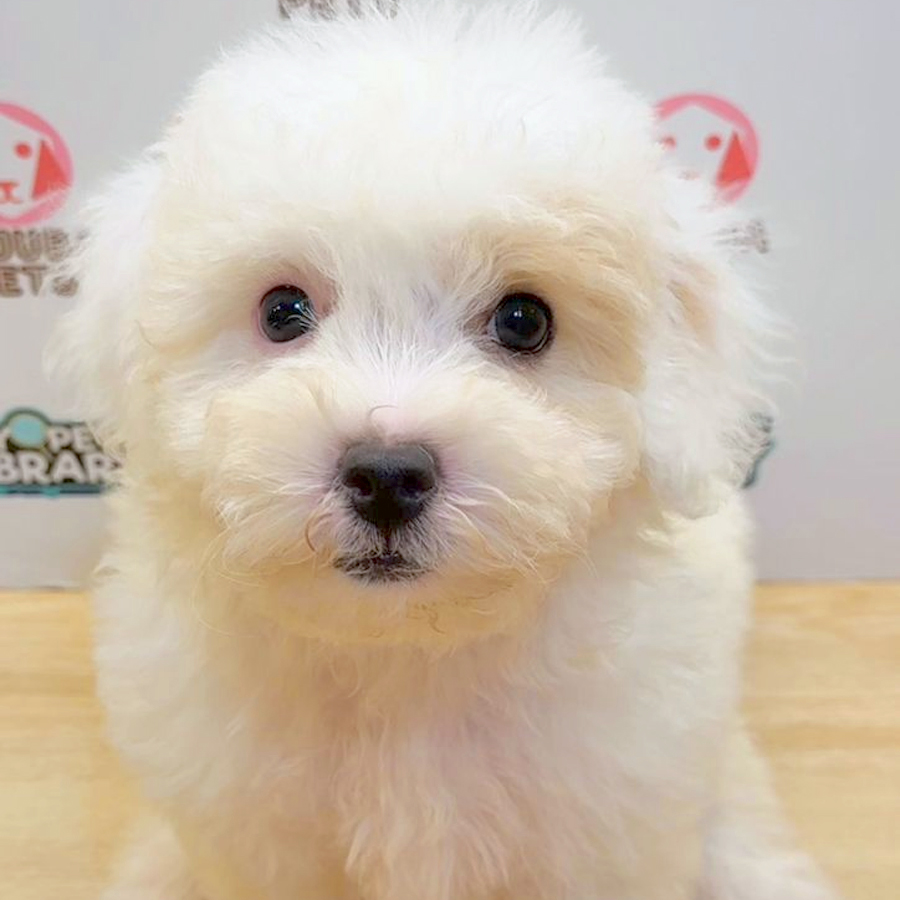 Toy Poodle Puppy