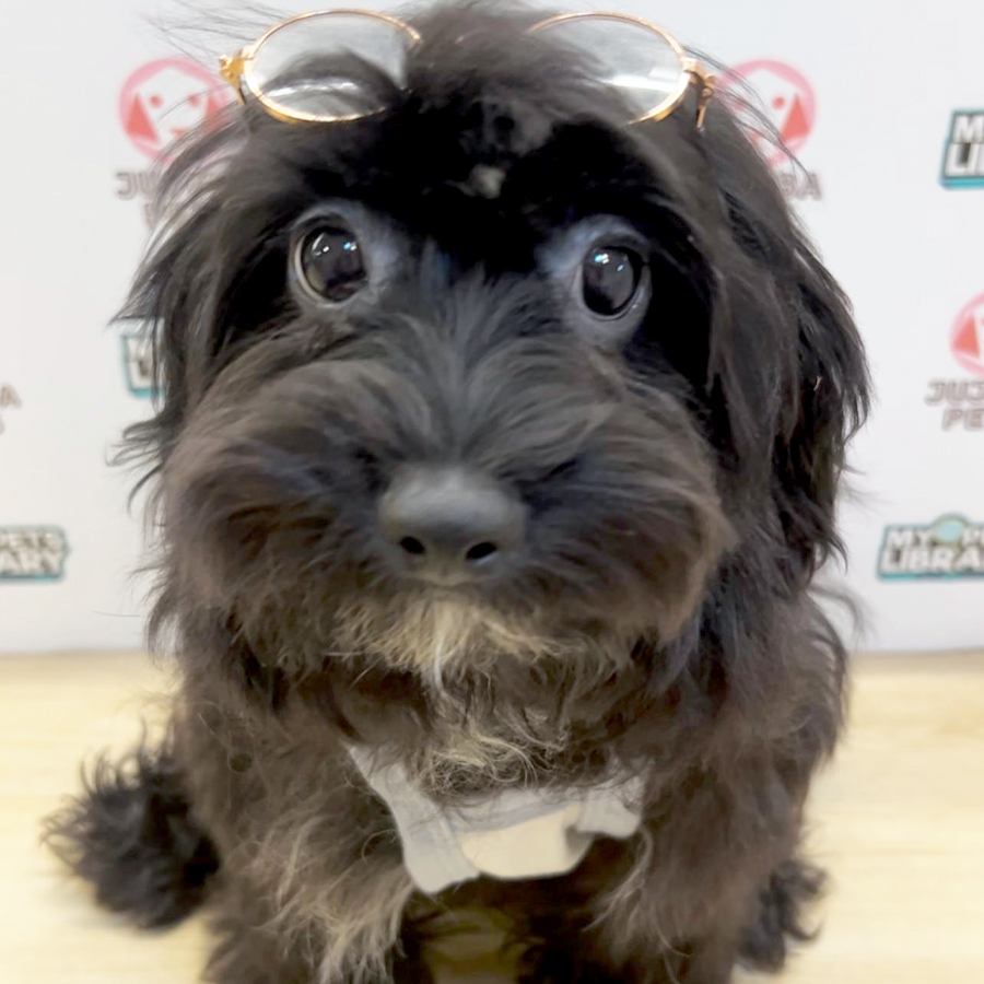 Shihpoo Puppy