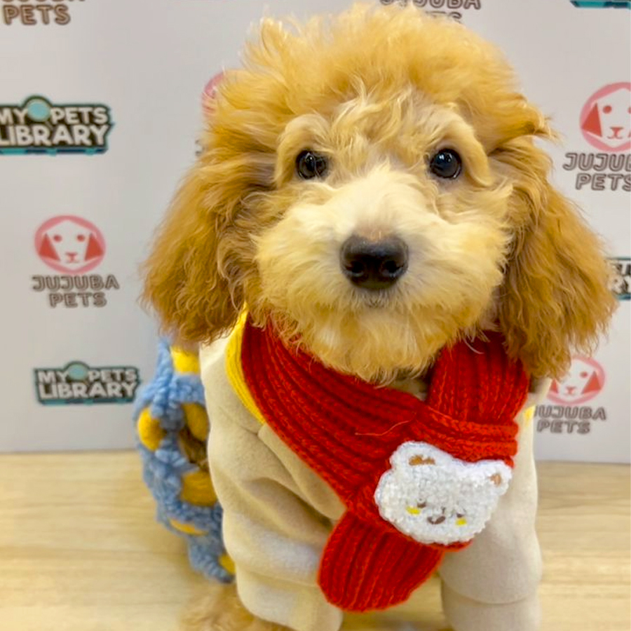 Toy Poodle Puppy
