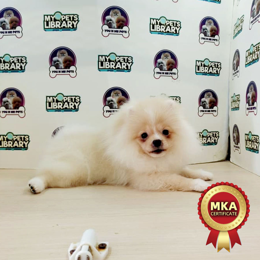 MKA Tiny Pomeranian Puppy