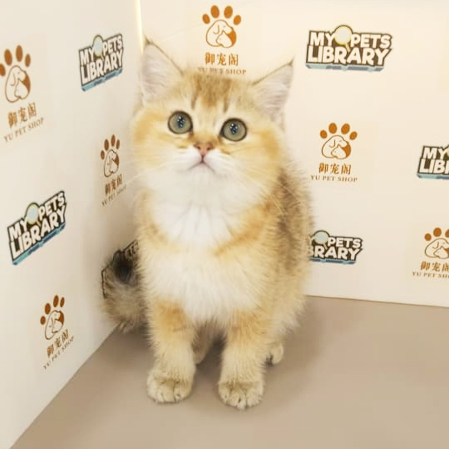 British Shorhair Kitten