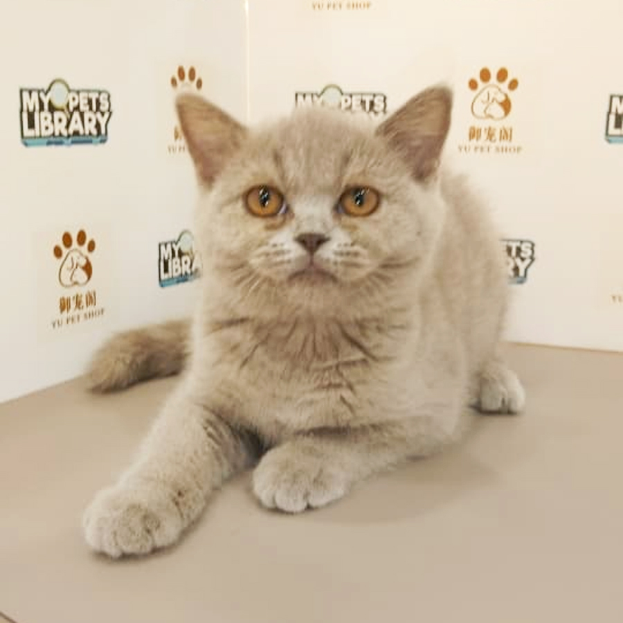 British Shorhair Kitten