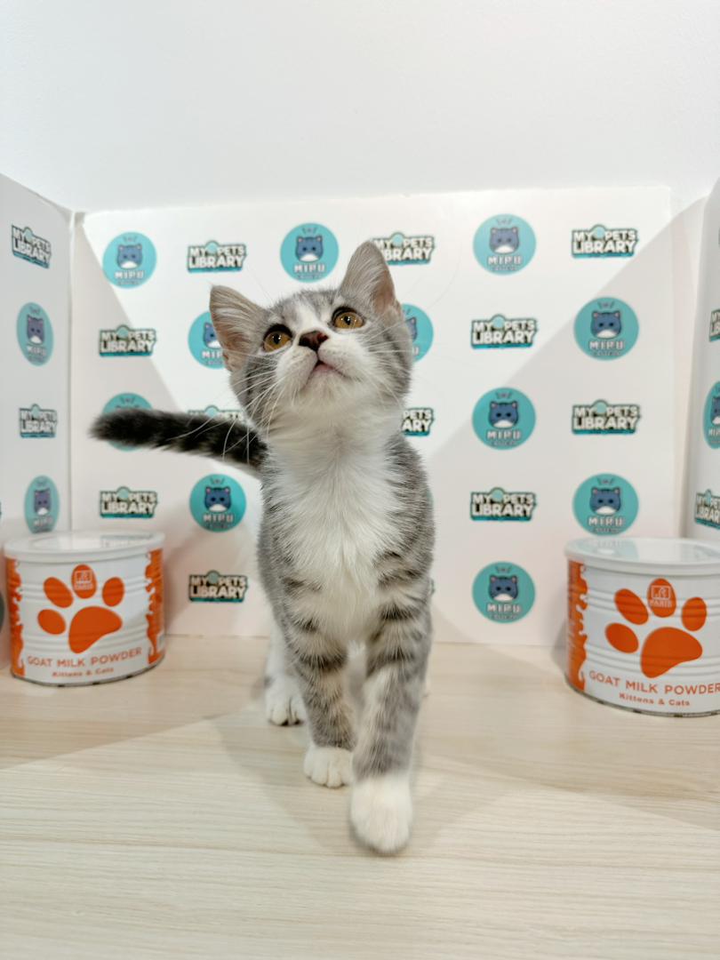 American Curl Kitten