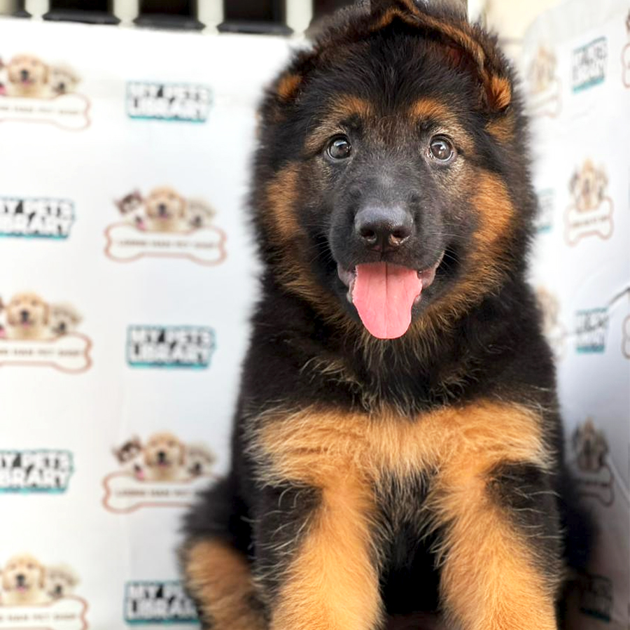 German Shepherd Puppy