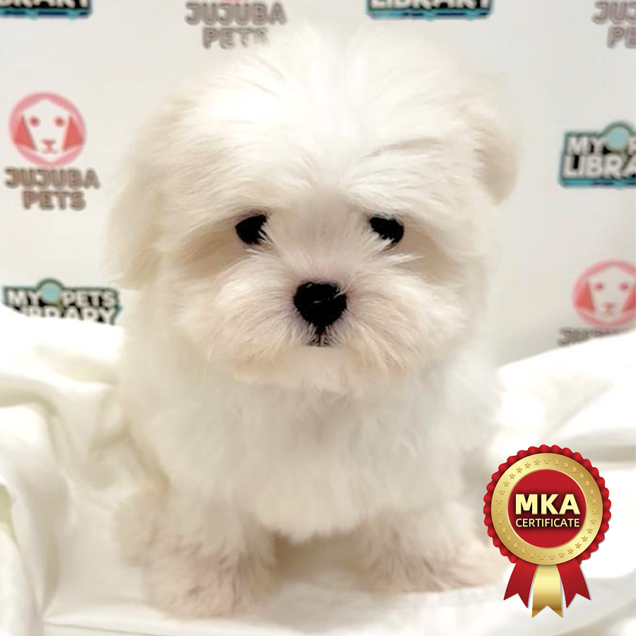 MKA Maltese Puppy