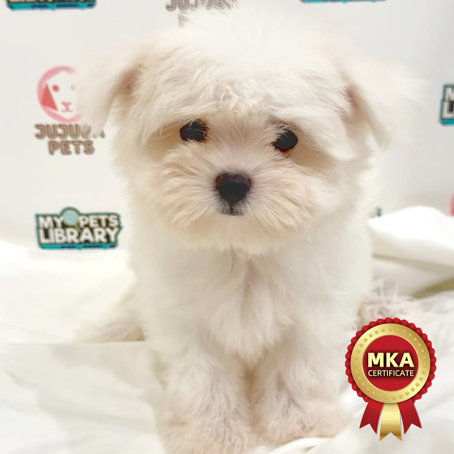 MKA Maltese Puppy