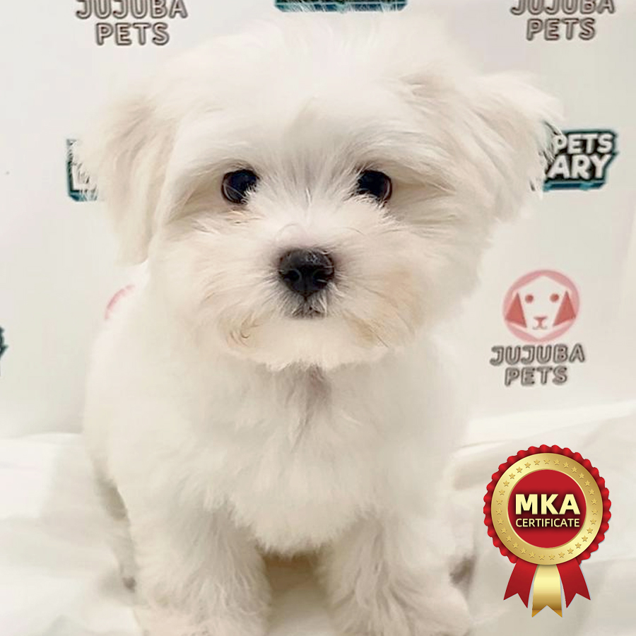 MKA Maltese Puppy