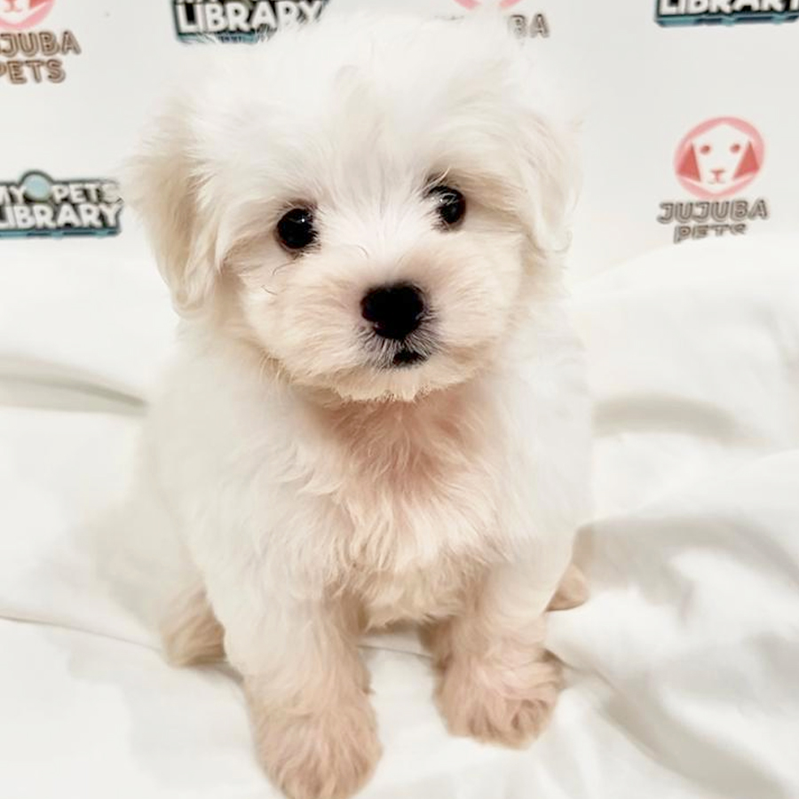 Maltipoo Puppy
