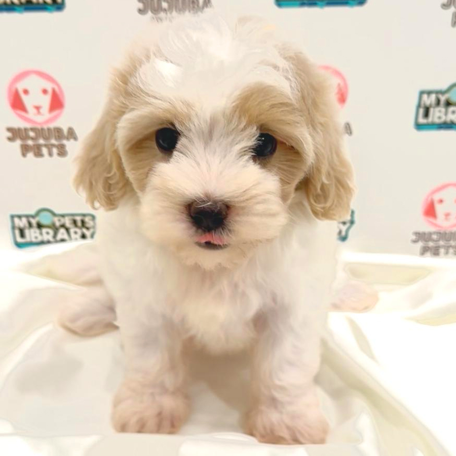 Maltipoo Puppy